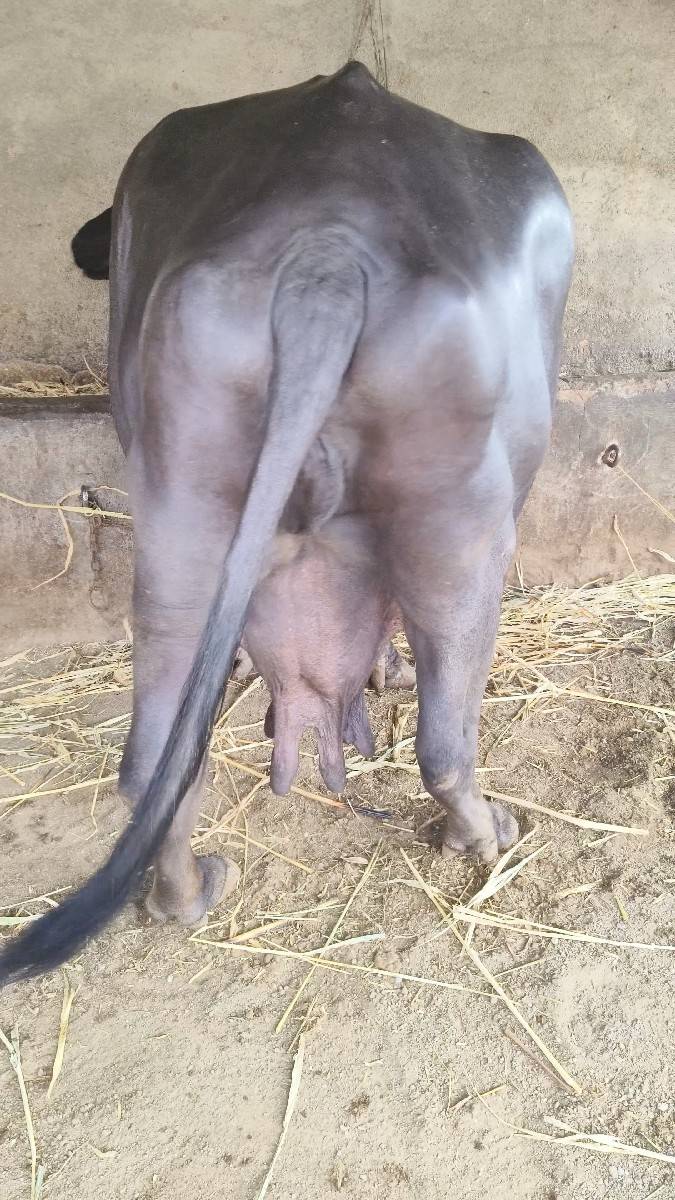 ભેંસ વેચવાની છે