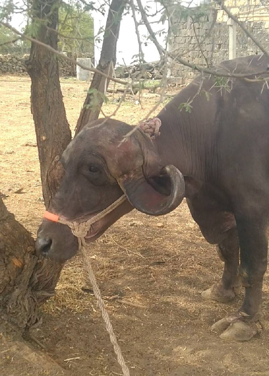 ભેંસ વેસવાની સે