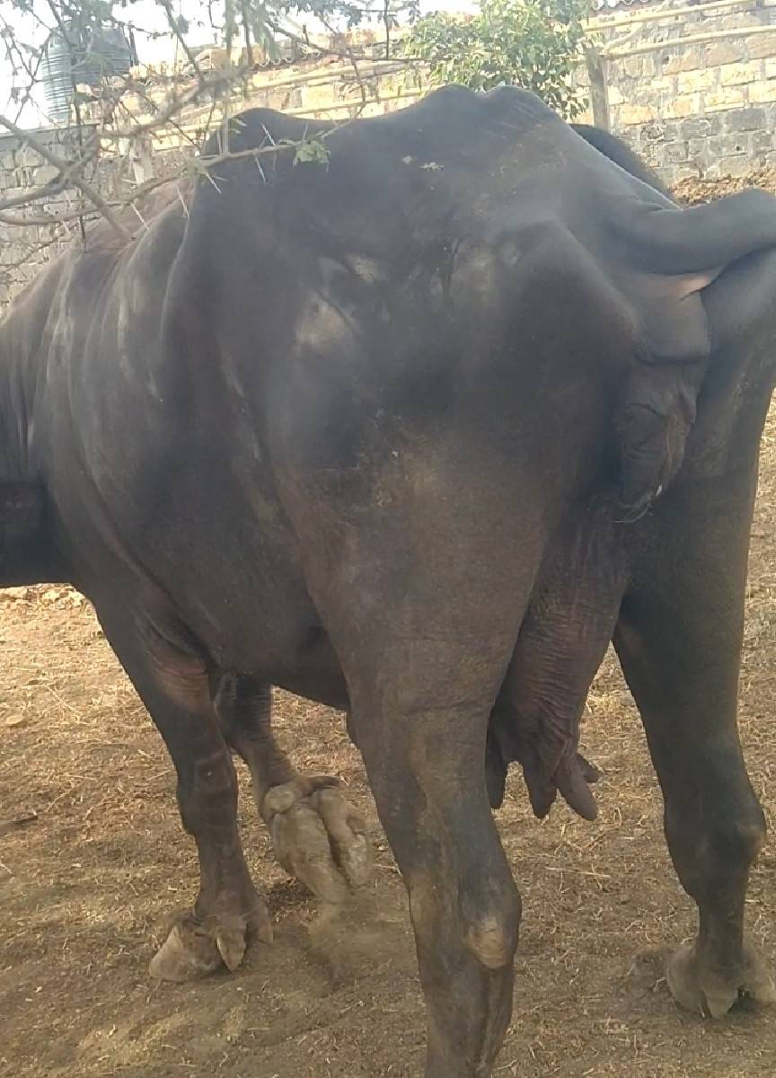 ભેંસ વેસવાની સે