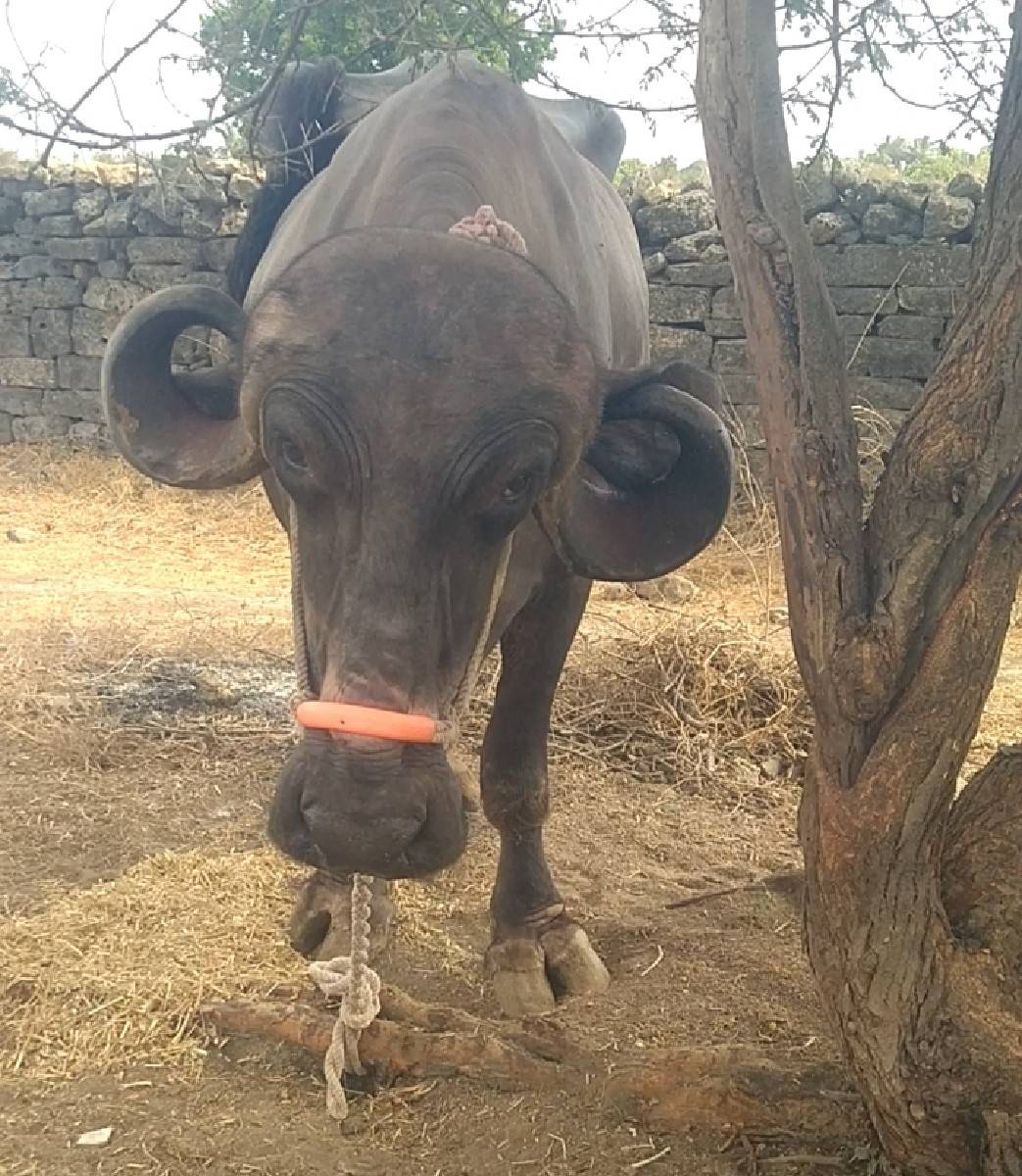 ભેંસ વેસવાની સે