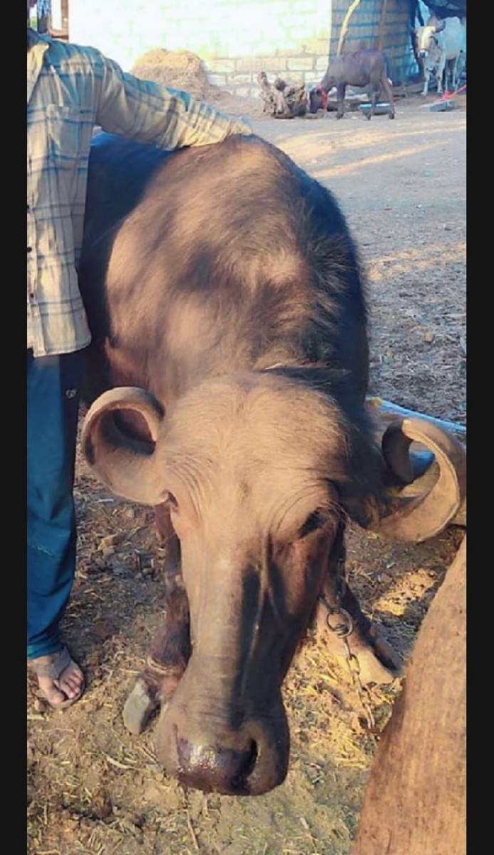 ખડેલુ વેચવા નું છે