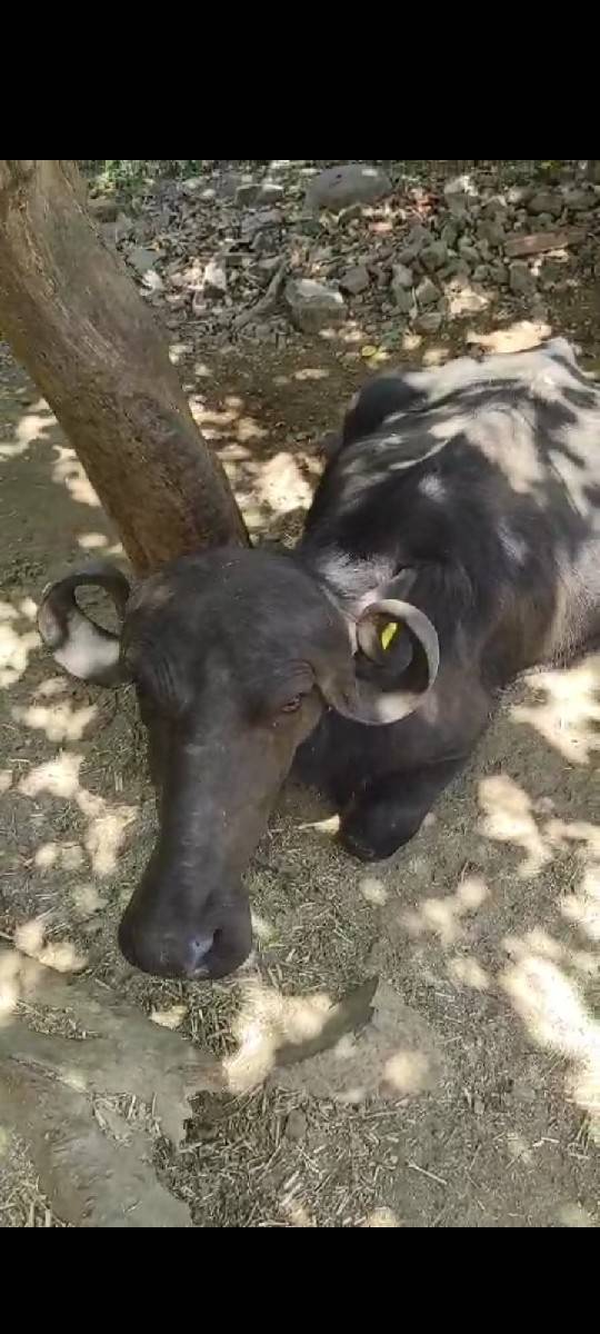 ખડેલુ વેચવા નું છે