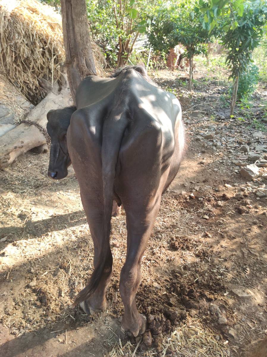 ખડેલુ વેચવા નું છે