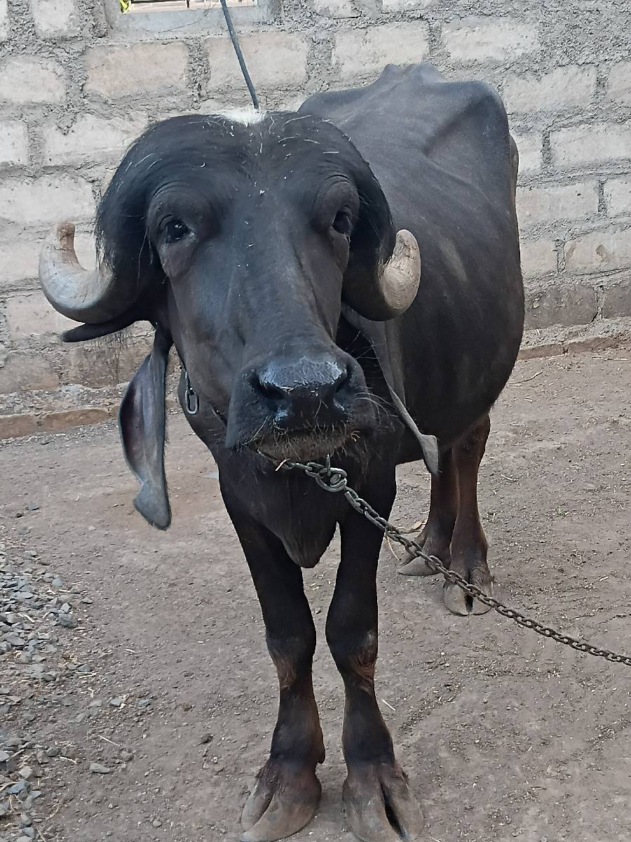 khdeli vechva ni se