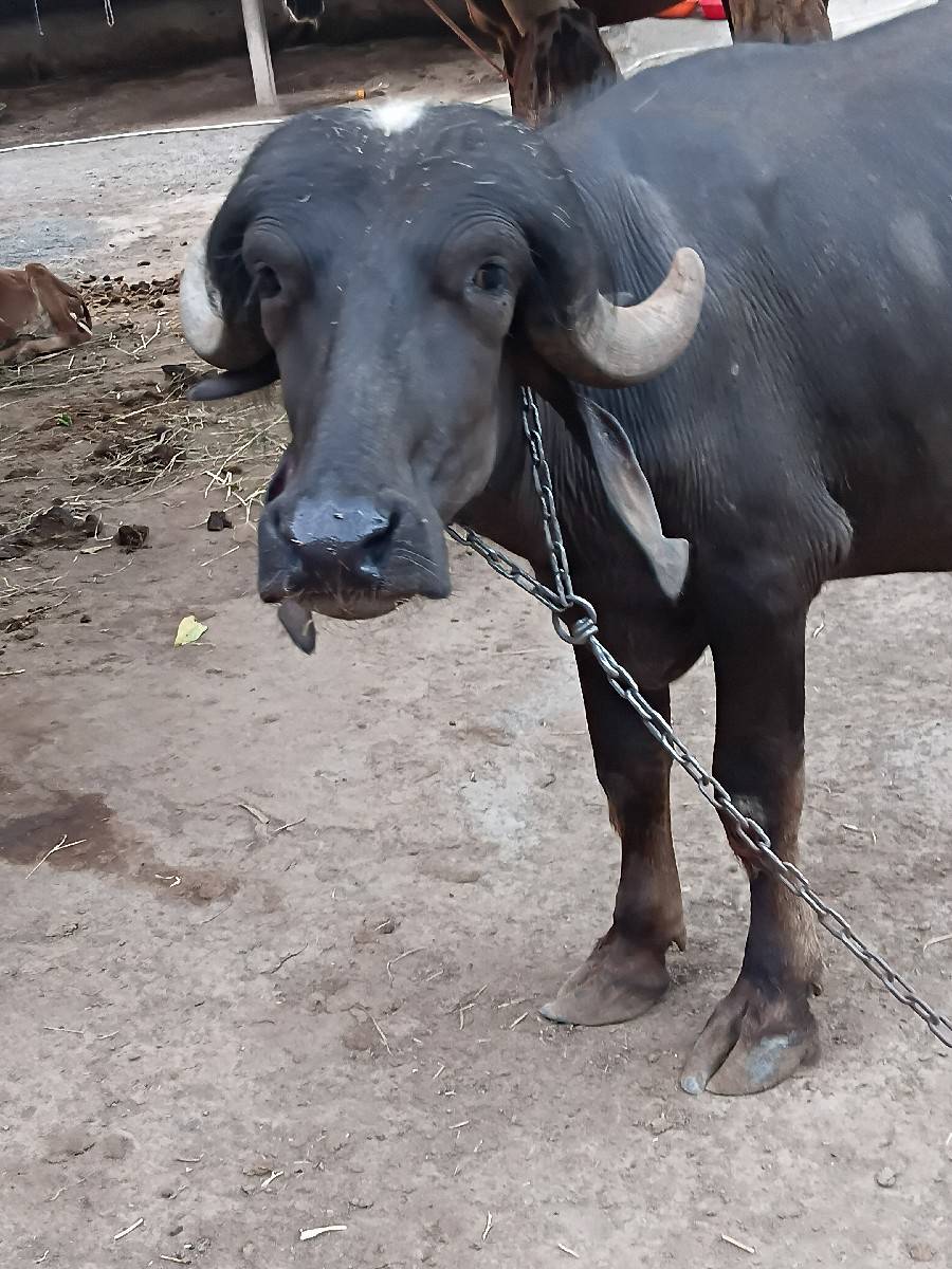 khdeli vechva ni se