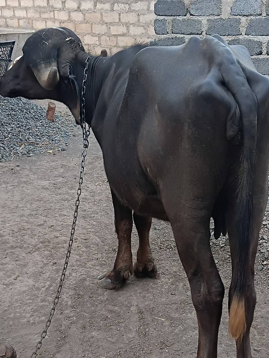 khdeli vechva ni se