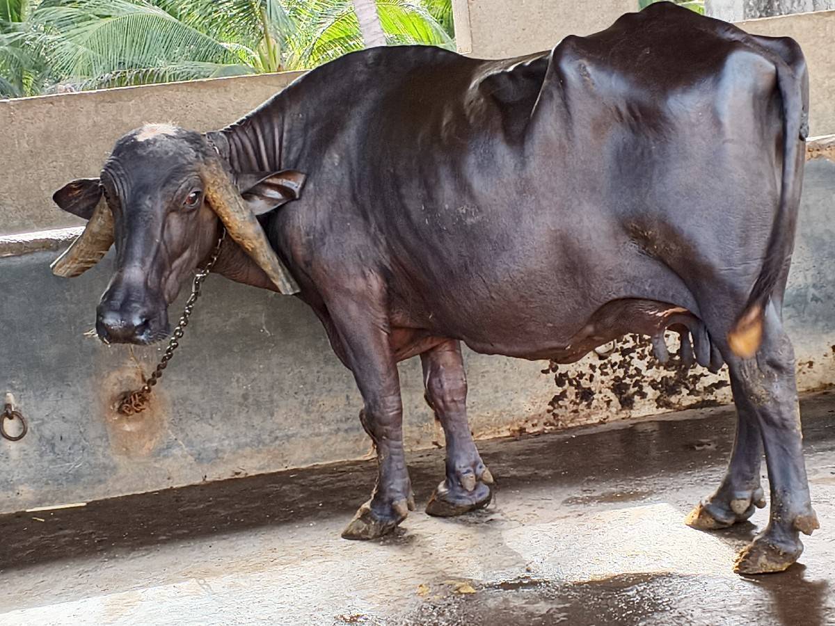 ભેસ વેચવાની છે