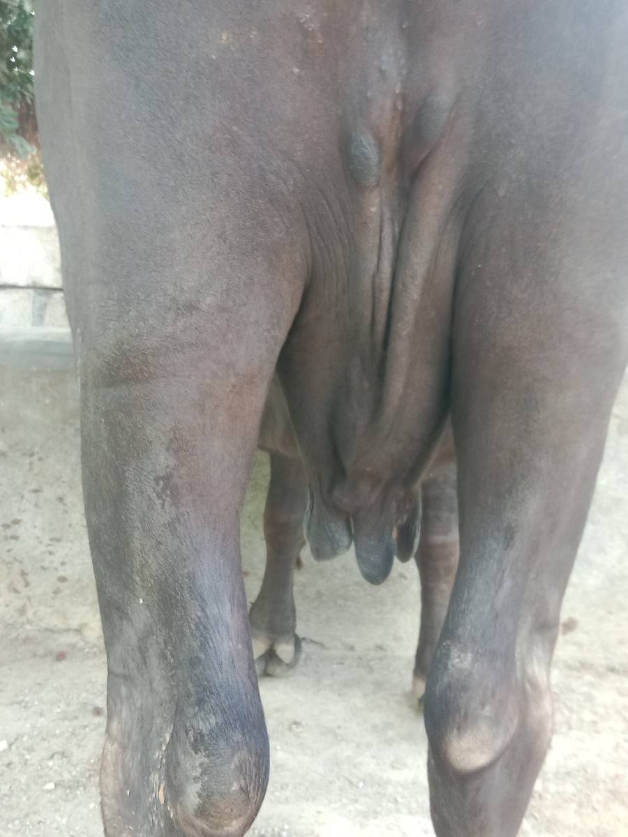ભેંશ વેચવાની છે