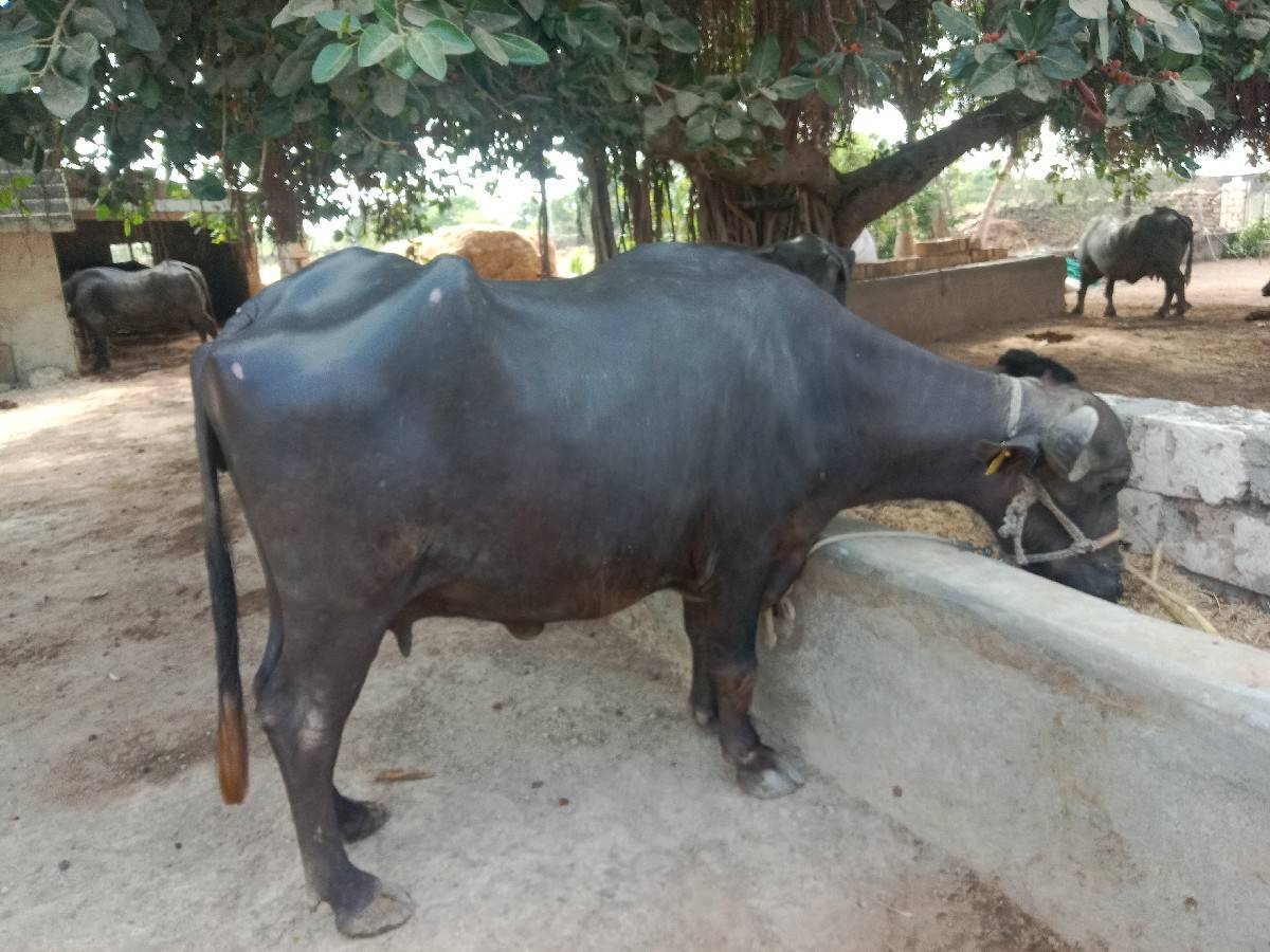 ભેંશ વેચવાની છે
