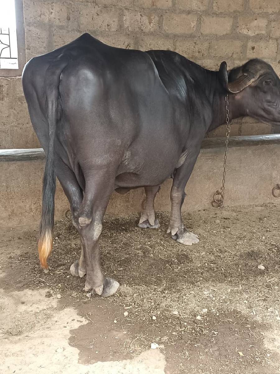 ભેંશ વેચાણ માટે છે