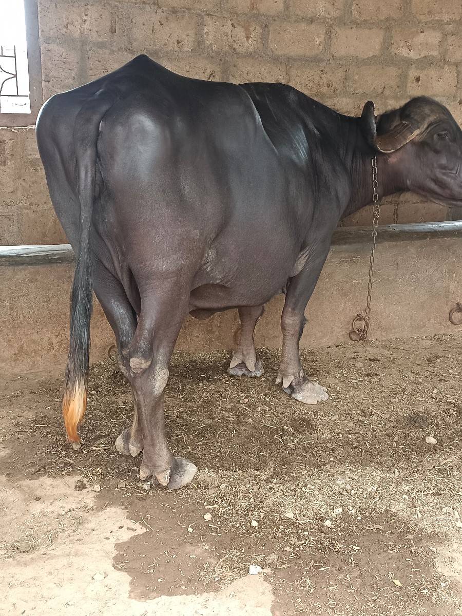ભેંશ વેચાણ માટે છે