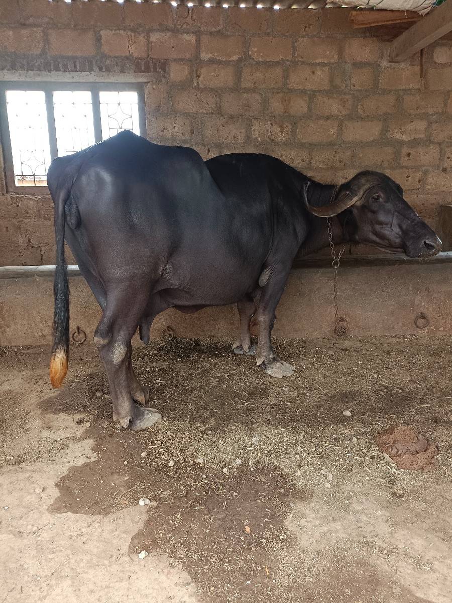 ભેંશ વેચાણ માટે છે