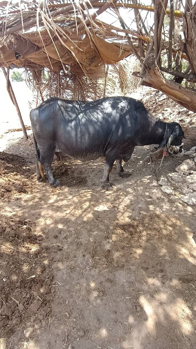 ભેંસ વેચવાની છે