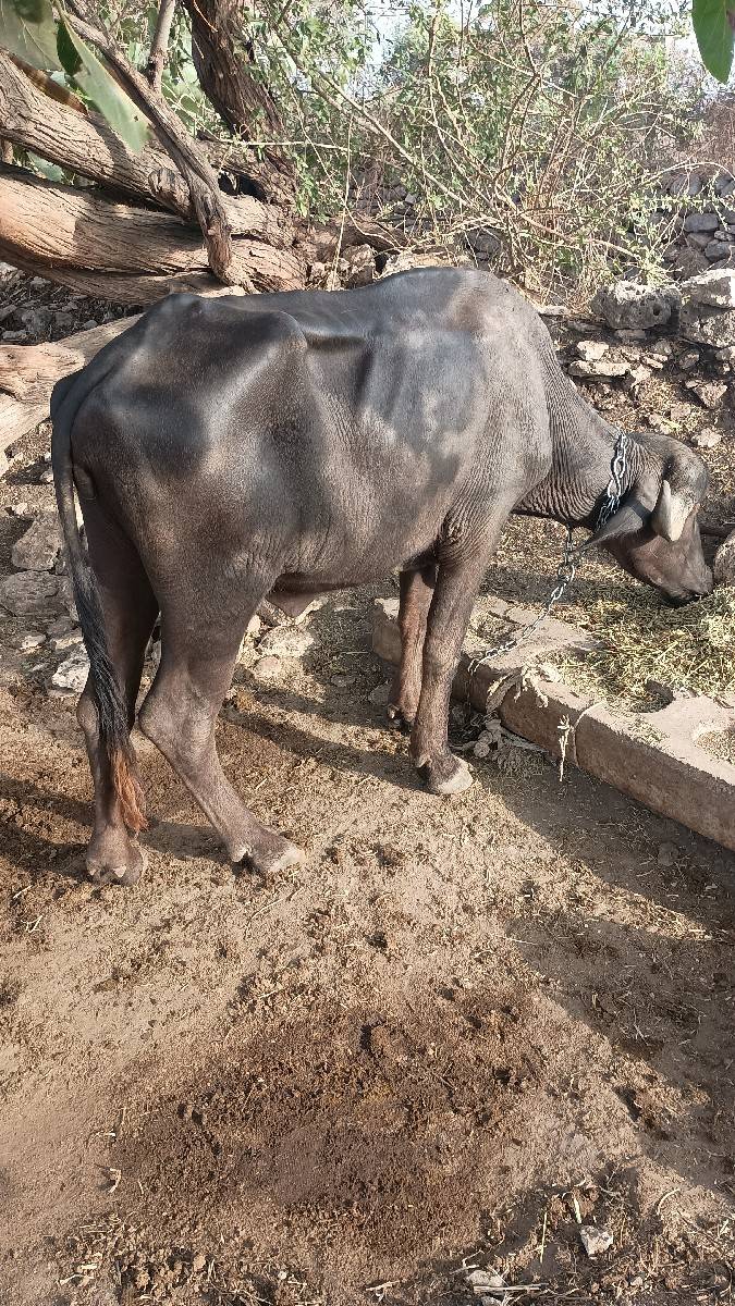 ભેંસ વેચવાની છે