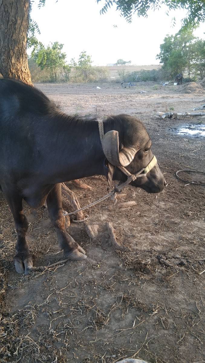 ભેસ વેચવાની છે