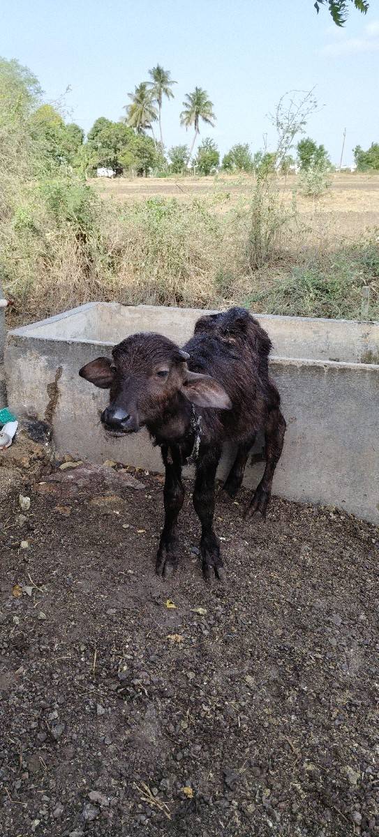 ભેંસ વેચવાની છે