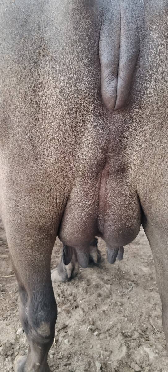 ભેંસ વેચવાની છે