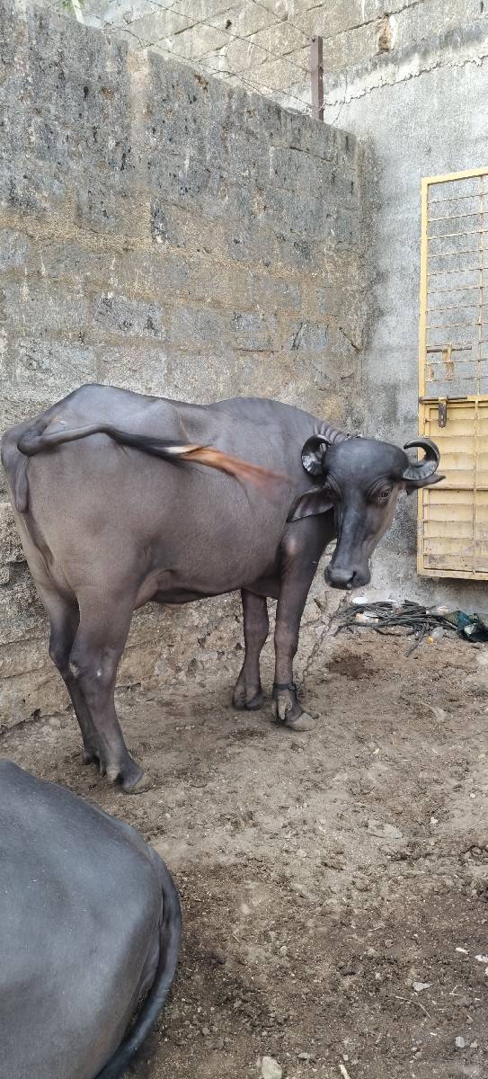 ભેંસ વેચવાની છે