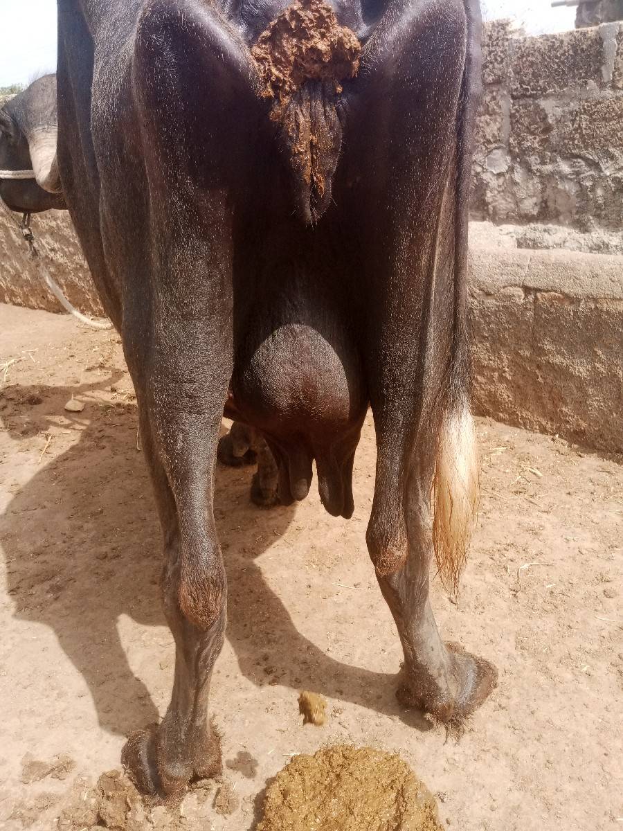 ભેશ