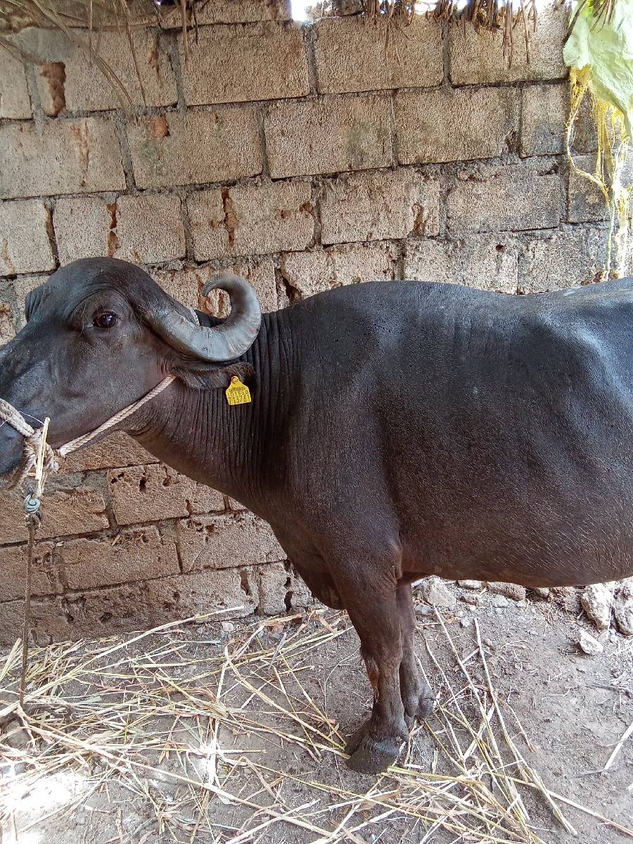 ભેંસ વેચવાની છે
