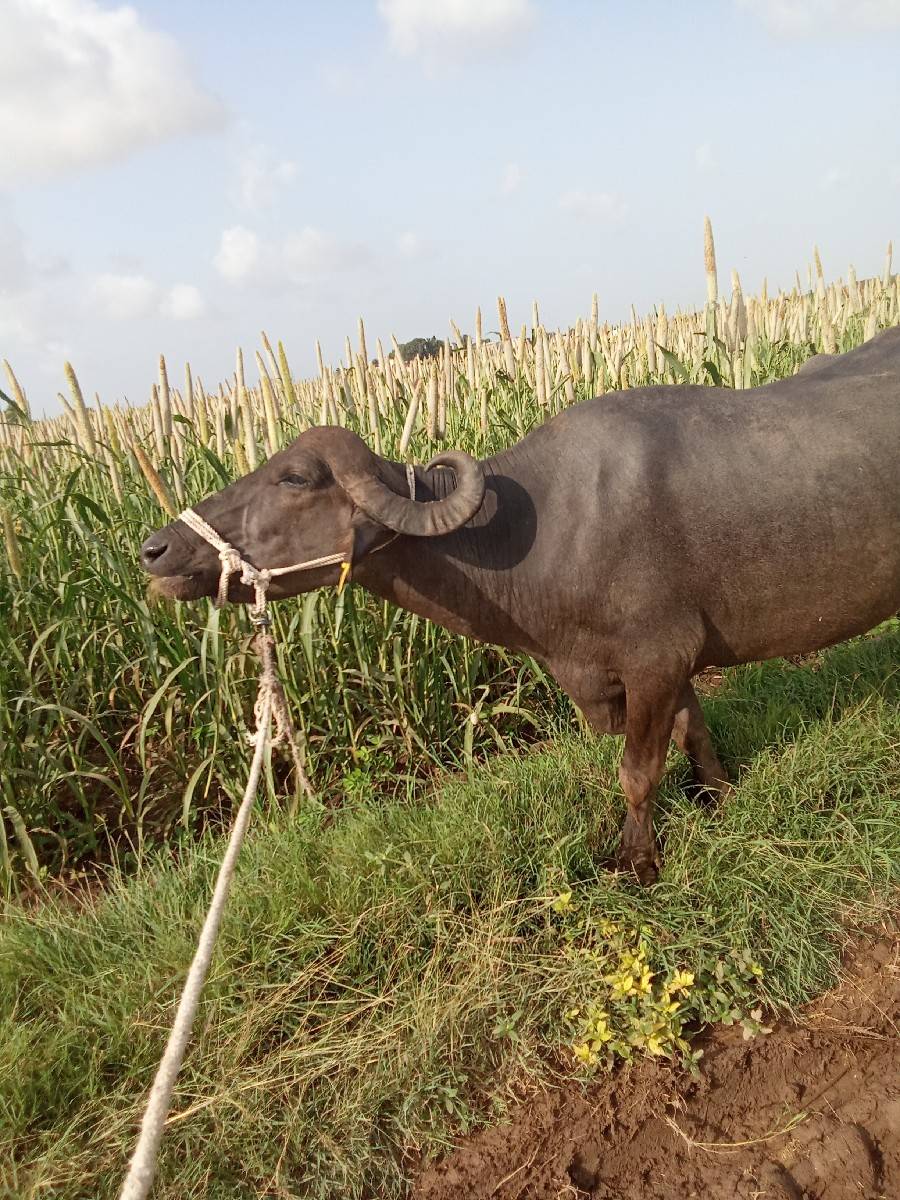 ભેંસ વેચવાની છે