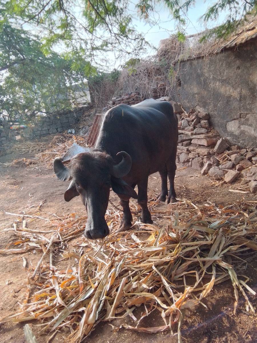 2 વેતર