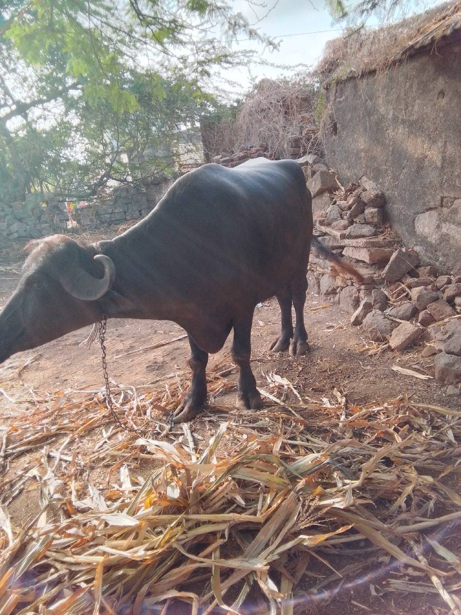 2 વેતર