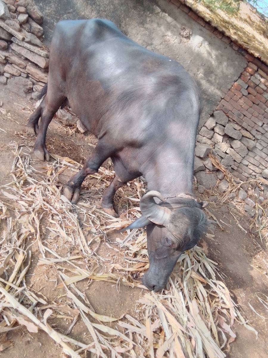 2 વેતર