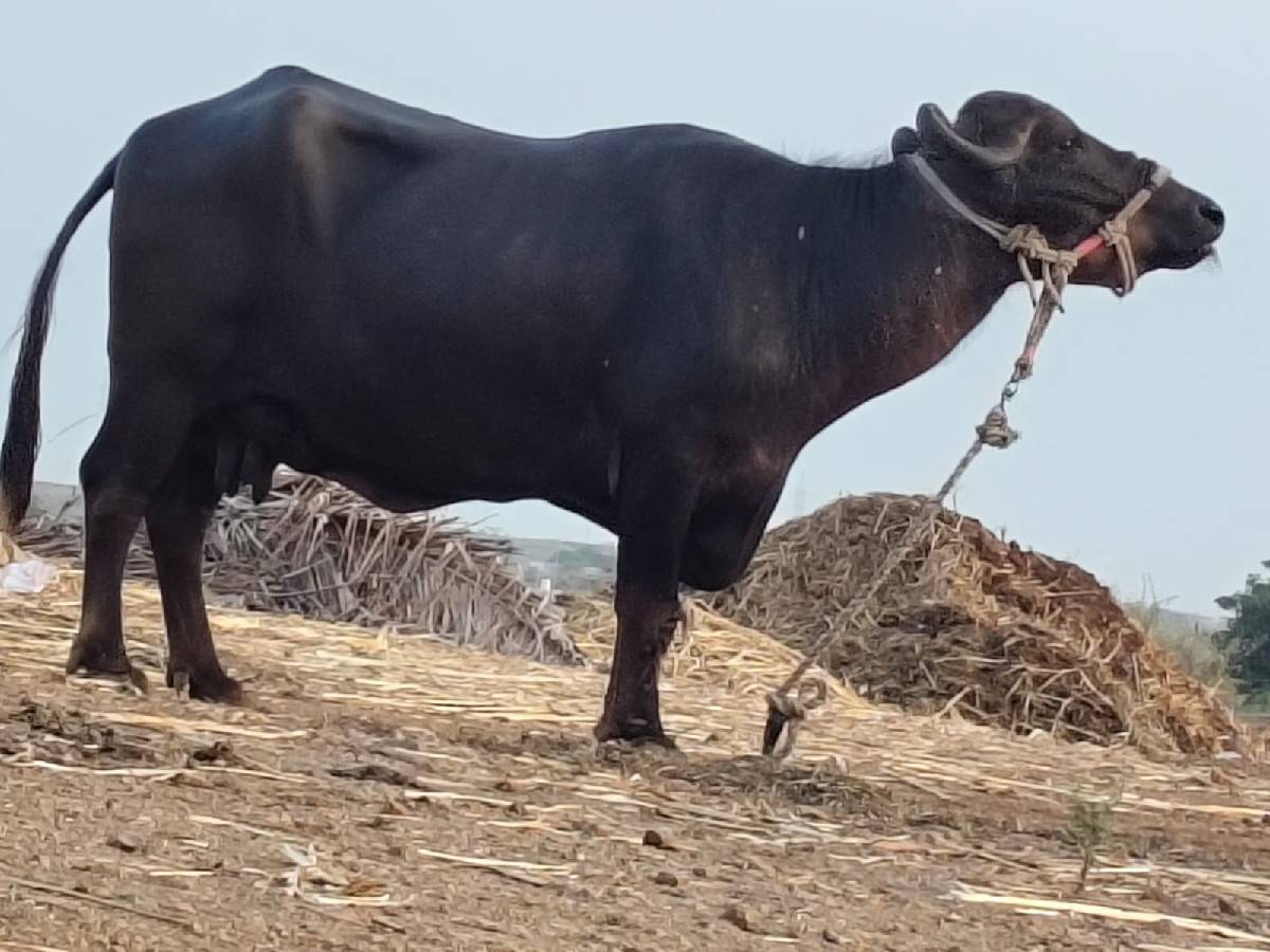 ભેંસ  વેસવાની છે