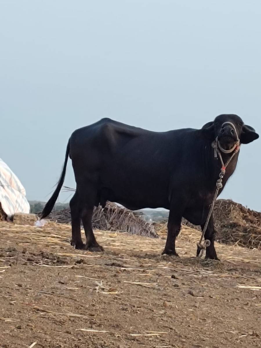 ભેંસ  વેસવાની છે