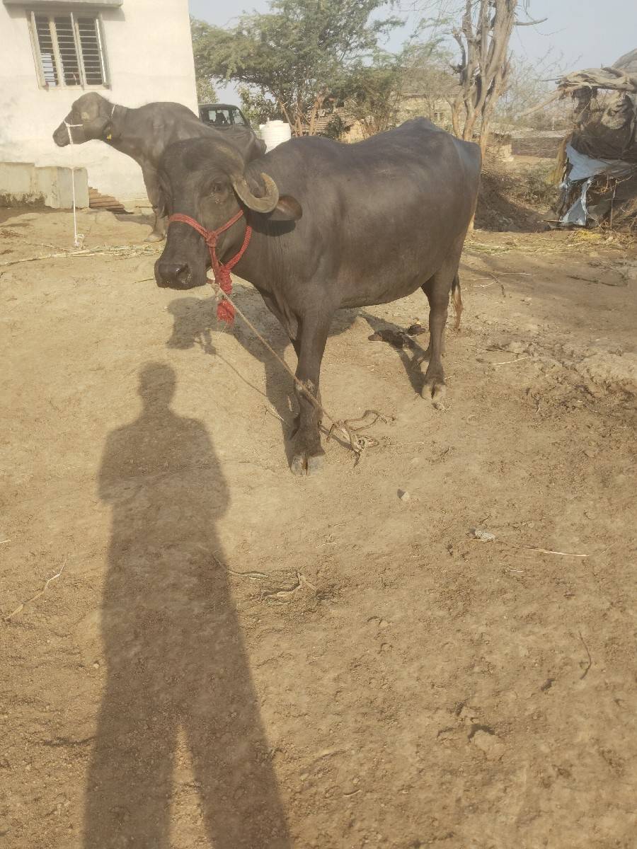 ખડેલી વેચવાની છે છ મહિના ગાભણી છે