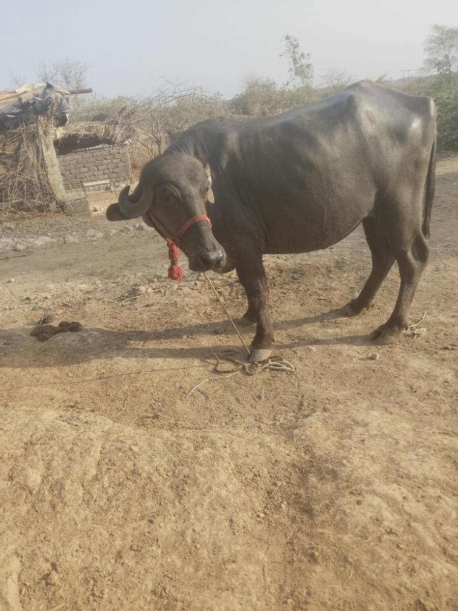 ખડેલી વેચવાની છે છ મહિના ગાભણી છે