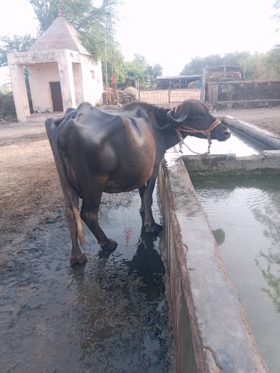 ભેંસ વેચવાની છે
