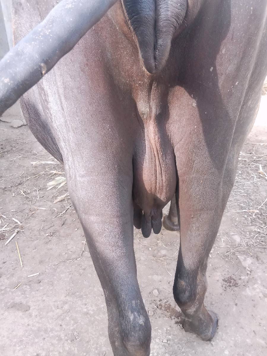ભેંસ વેચવાની છે