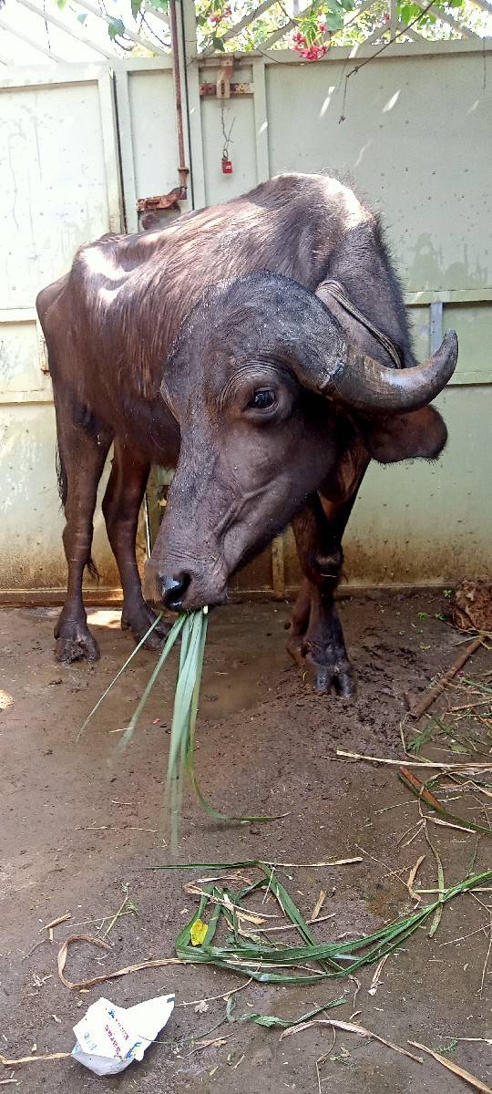 ખળેલી વેચવાની છે