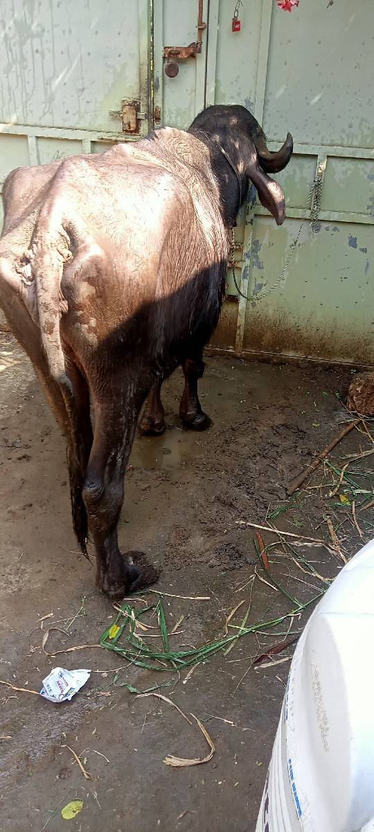 ખળેલી વેચવાની છે