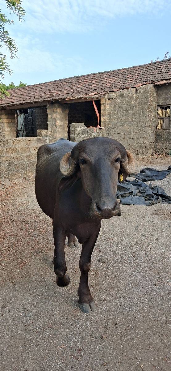 બે ખડેલા વેચવાના છે.