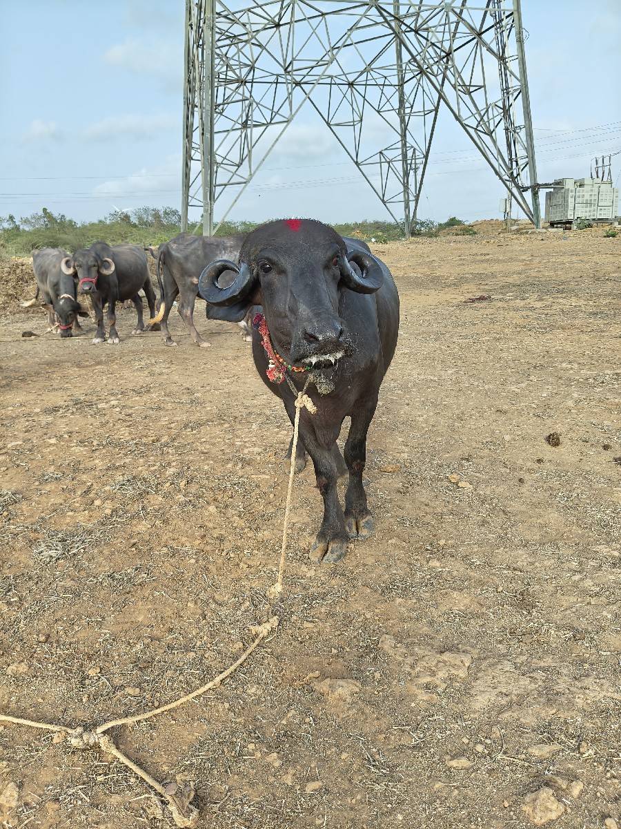 પેલ. વેતર ખડેલી