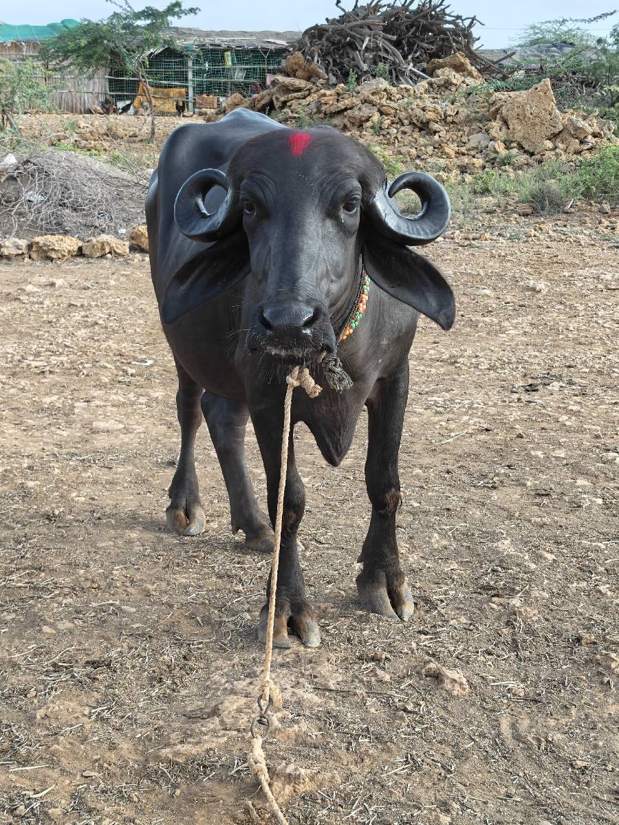 પેલ. વેતર ખડેલી