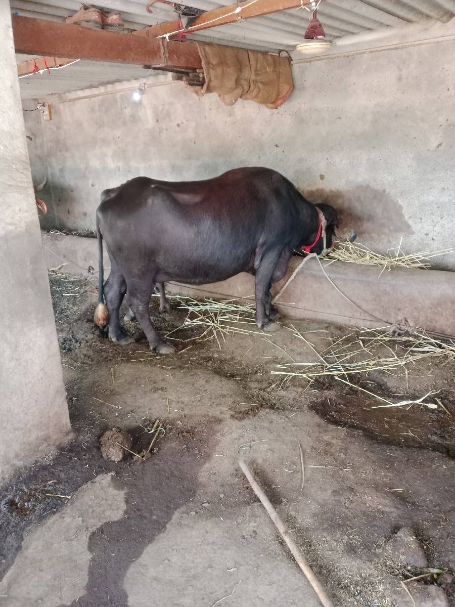 ભેંશ વેચવાની છે 3 જુ વેતર