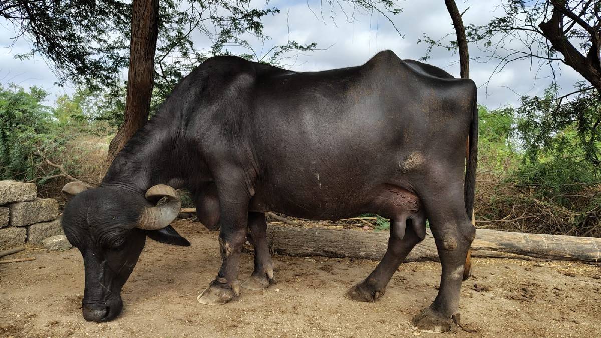 ભેશ વેચવા ની છે