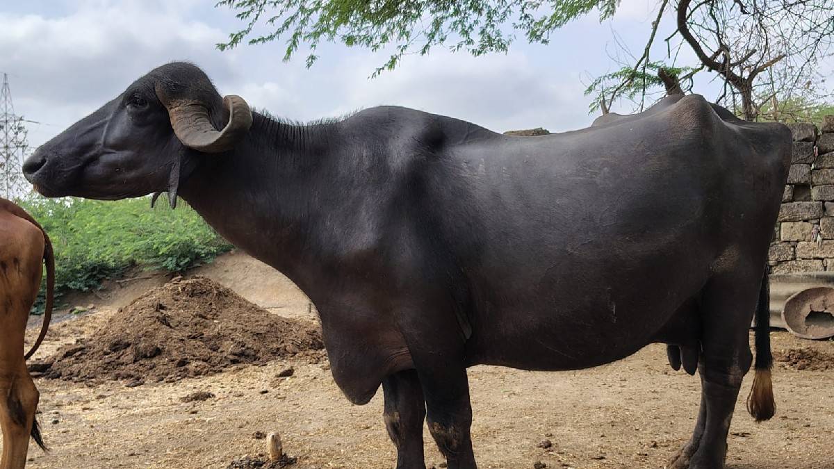 ભેશ વેચવા ની છે
