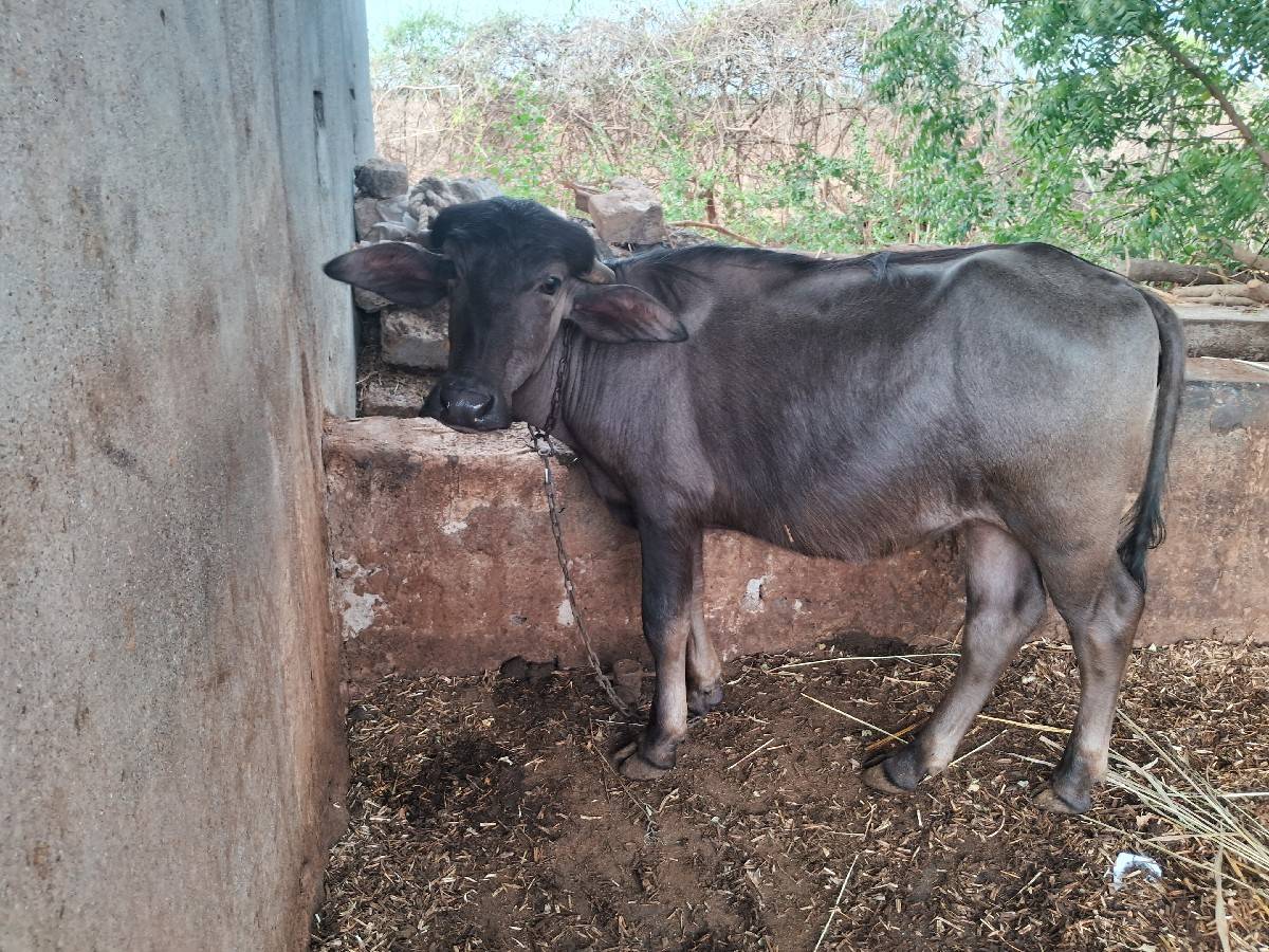 પાડી વેચવાની છે