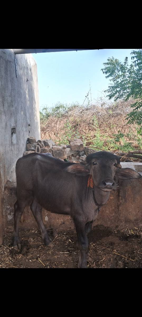 પાડી વેચવાની છે