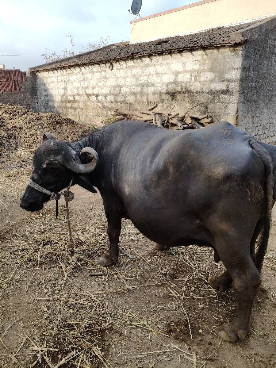 ભેંસ વેચવાની છે