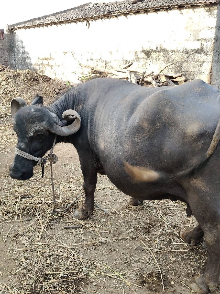 ભેંસ વેચવાની છે