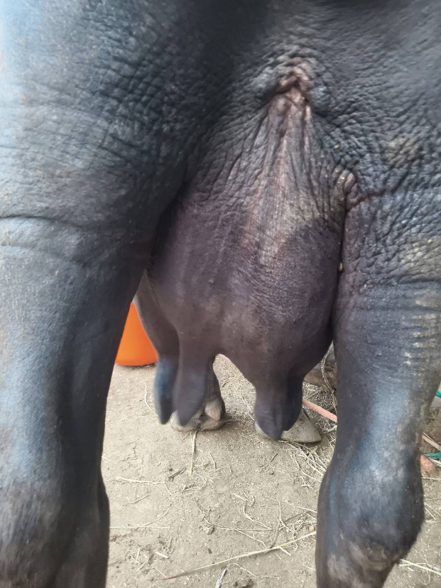 ભેંસ વેચવાની છે