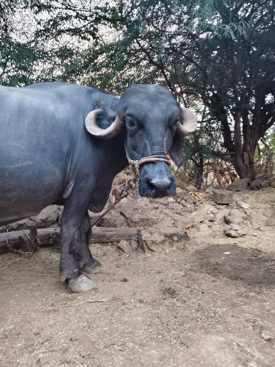 ભેંસ વેચવાની છે