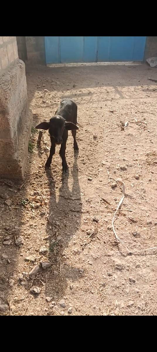 ભેંસ વેચવાની છે