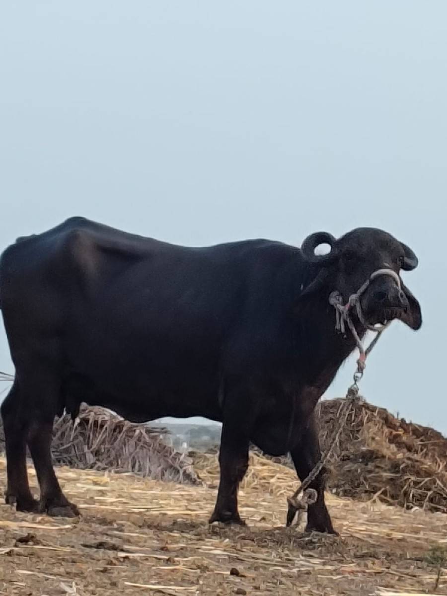ભેંસ વેચવાની છે